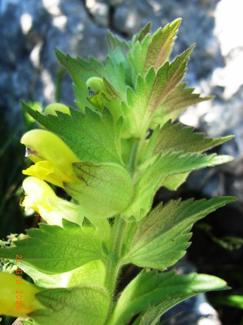 Rhinanthus alectorolophus ?